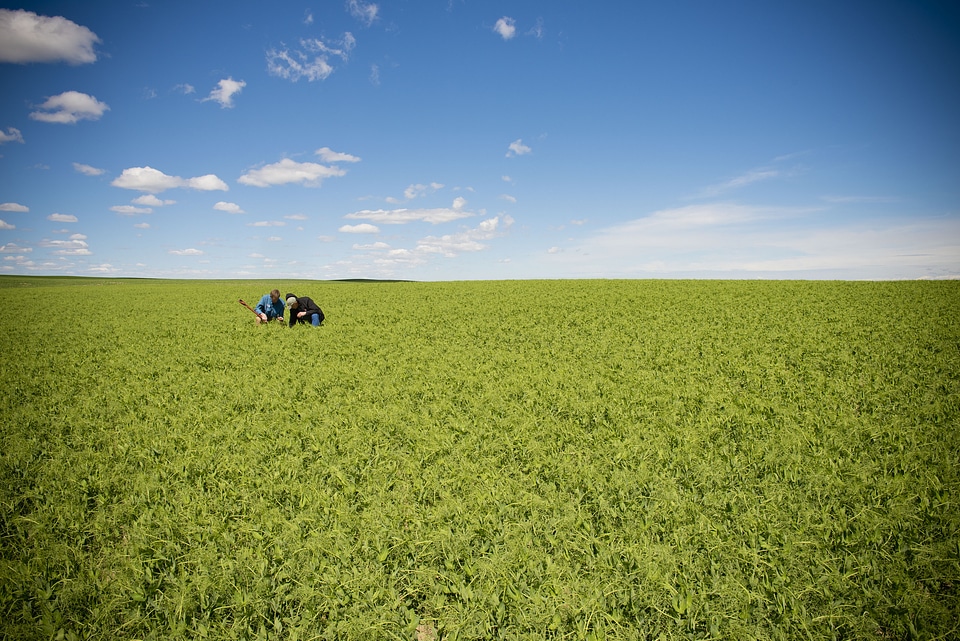 Green meadow under blue sky with clouds
