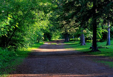 Evening walk with Mr. P. on a favourite trail. photo