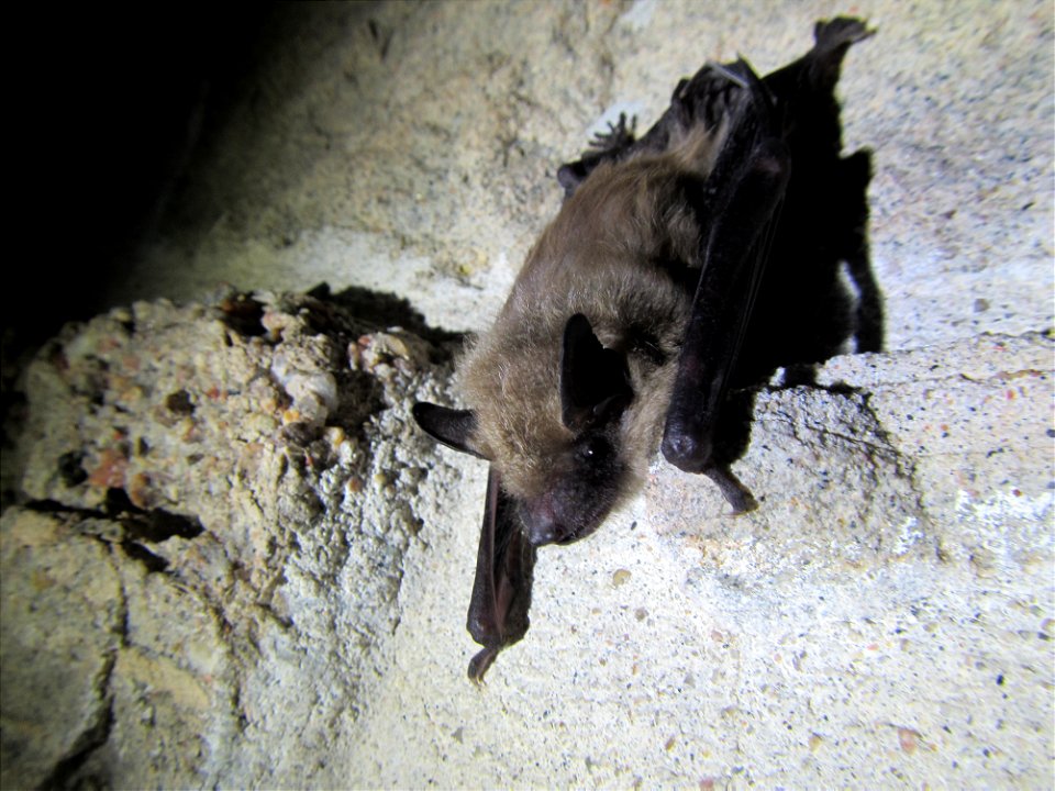 Juvenile big brown bat (Eptesicus fuscus)