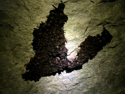Bat-shaped cluster of hibernating Indiana bats (Myotis sodalis)