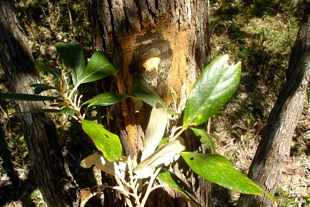 Gochnatia polymorpha - Cambará photo