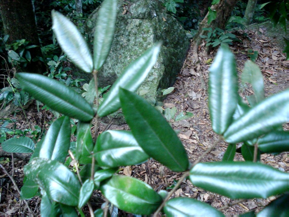 Myrciaria glazioviana