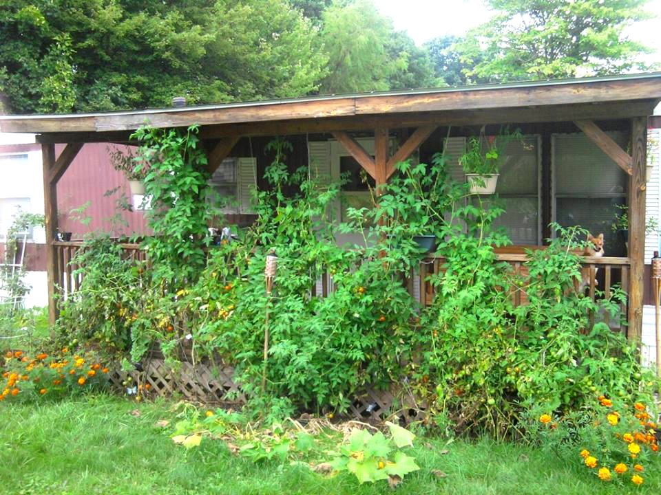 Tomato Plants Taking Over Porch Bandit Chihuahua Dog