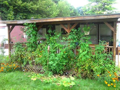 Tomato Plants Taking Over Porch Bandit Chihuahua Dog