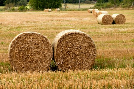 Round hay bales in Brodalen 1 photo