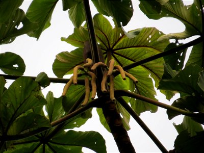 Cecropia glaziovii Snethl.