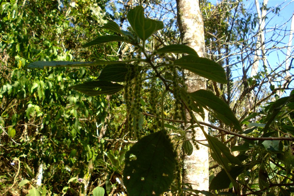 Boehmeria caudata Sw. - Urtiga-mansa