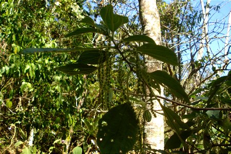 Boehmeria caudata Sw. - Urtiga-mansa