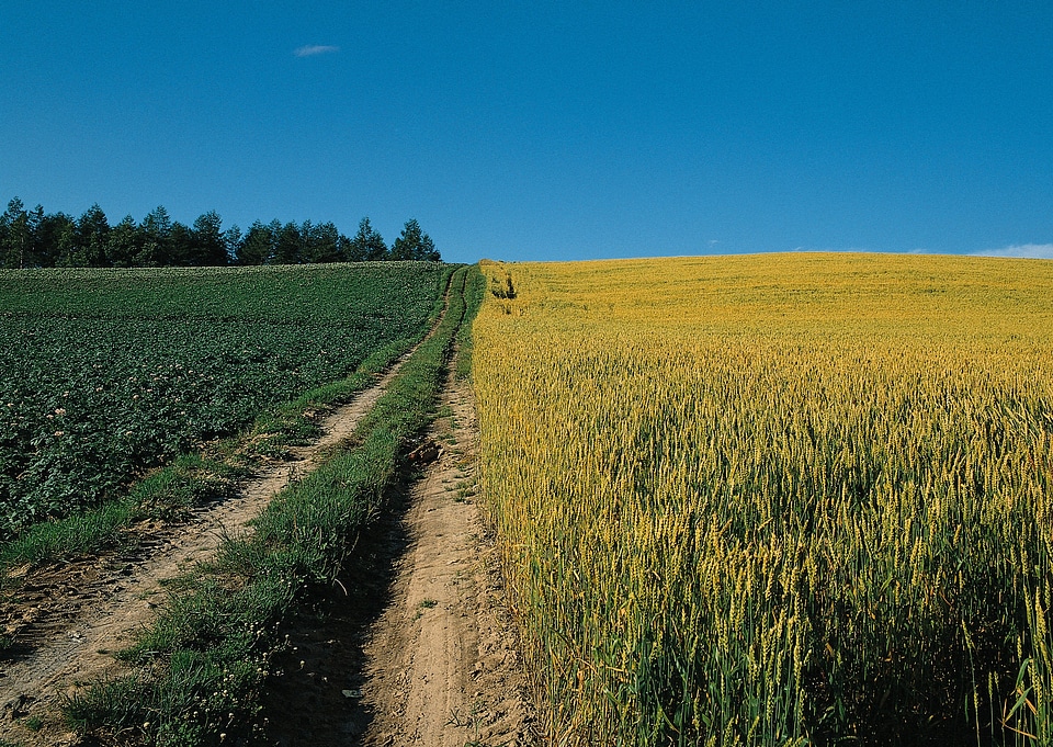 Farm dirt road in cereal rye field