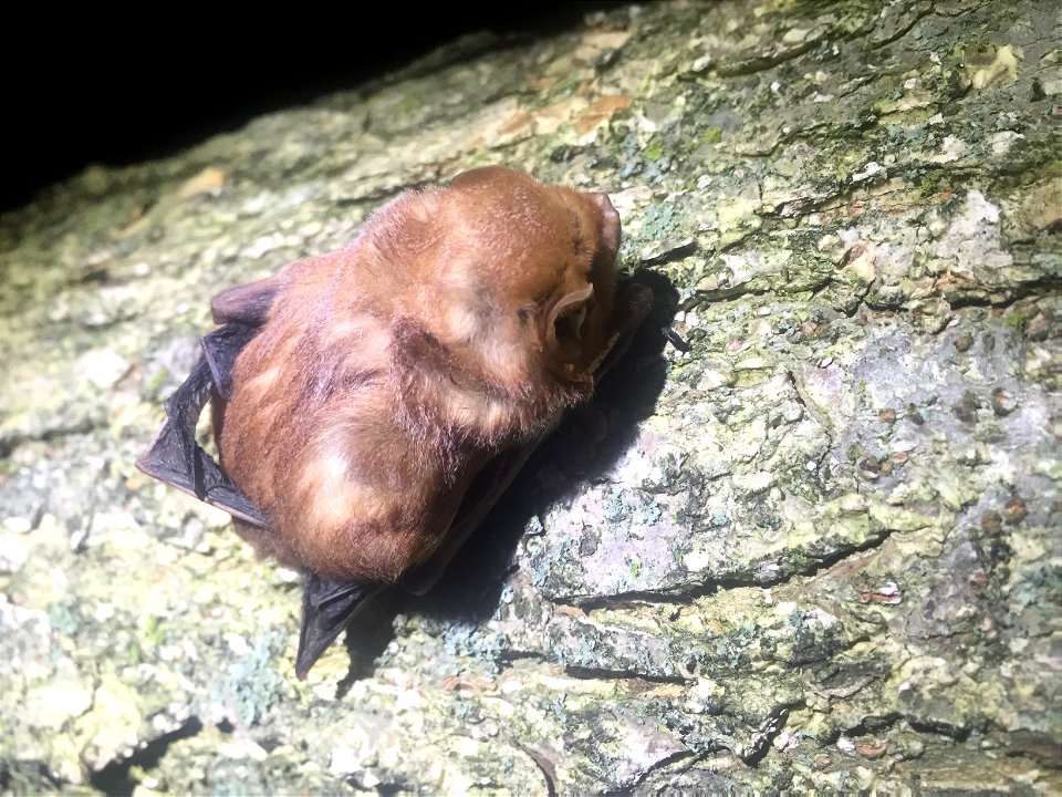 Red bat on tree 2_Dane Smith