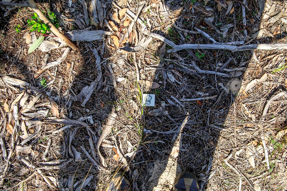 Ground photo 8