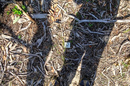 Ground photo 8