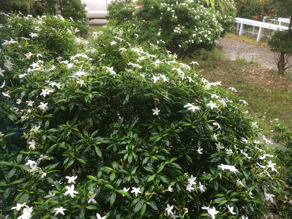 White flowers Phuket