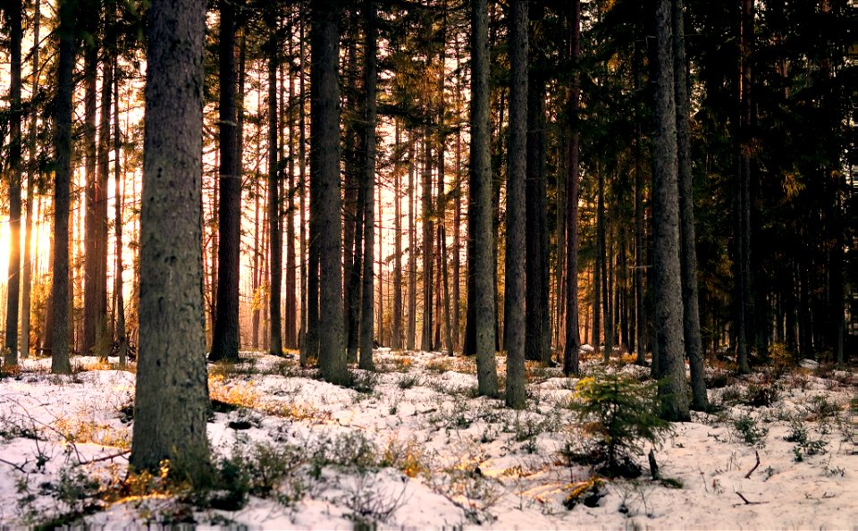 Golden hour in the forest photo