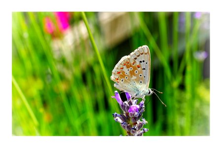 Polyommatus coridon. photo