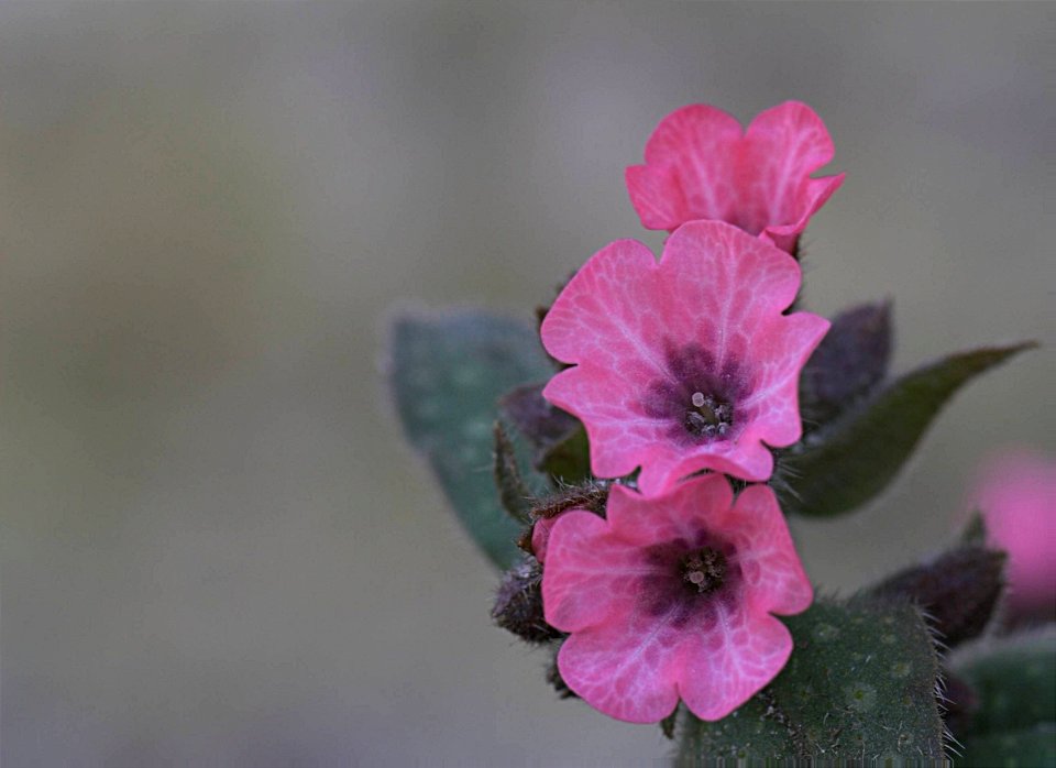 Lungenkraut - Pulmonaria