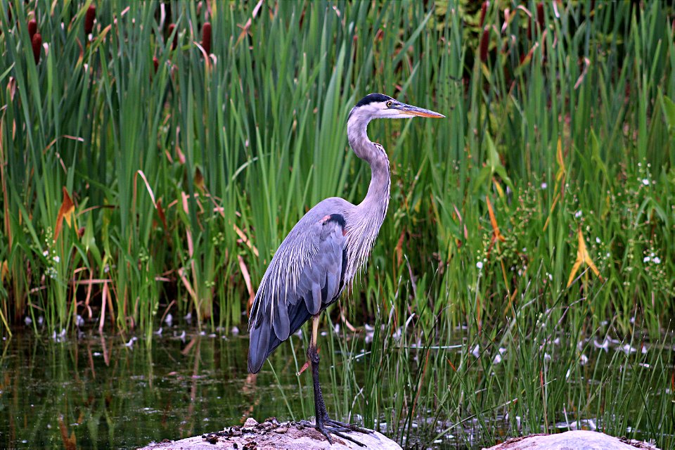 Heron