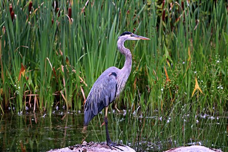 Heron photo