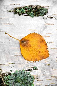 Березовый лист (Birch leaf) photo