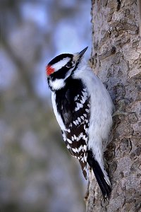 Mere Bleue Feeding Station, Hairy Woodpecker photo