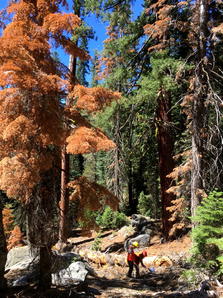 DataCollectionPines-Idaho-001