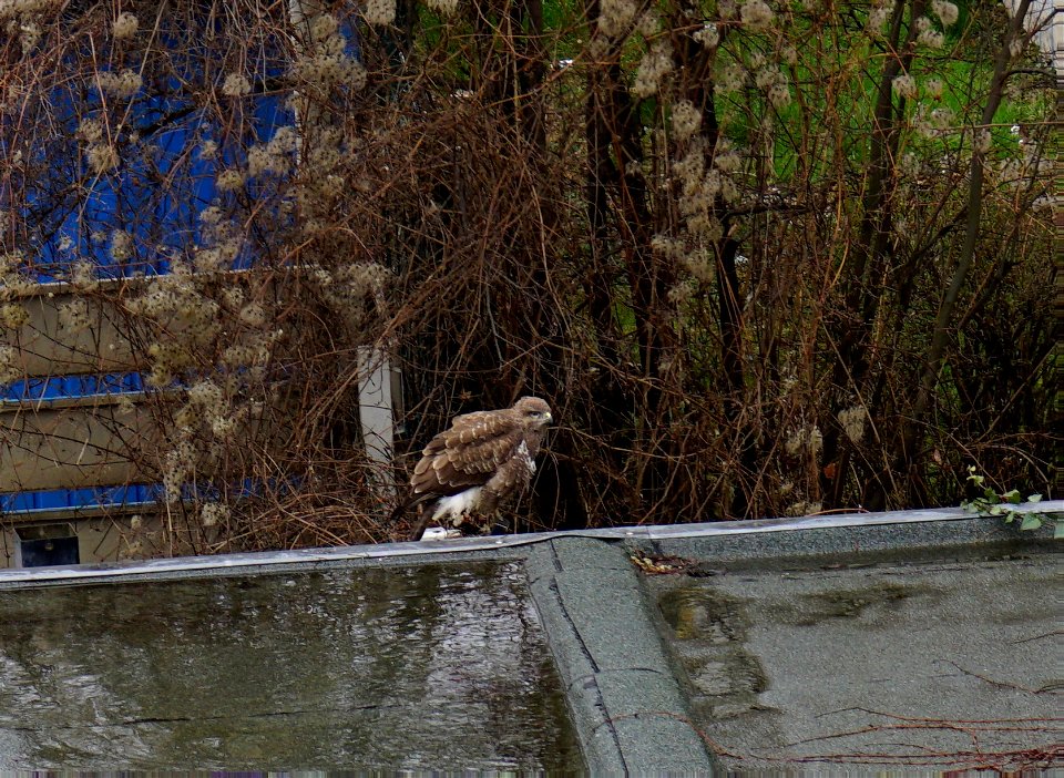 buzzard in the backyard, squirrels keep a low profile