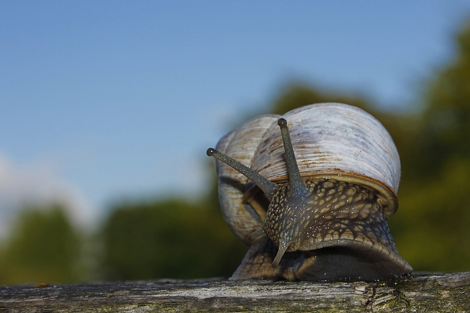 Slowly mollusk slow