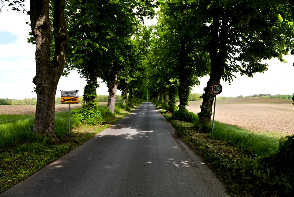 Allee NP Uckermärkische Seen 02