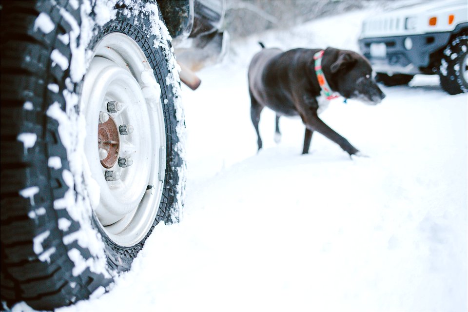 Winter Wonderland photo