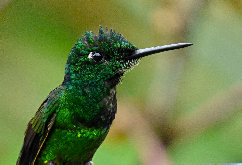 Heliodoxa imperatrix - Colibrí emperador - Macho
