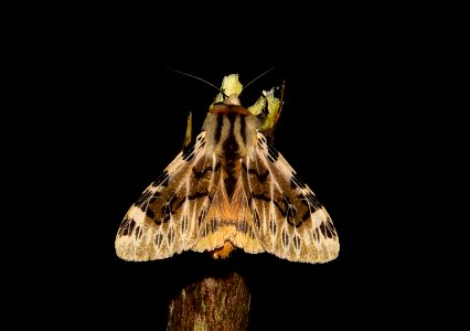 Hypercompe nemophila (Erebidae) photo
