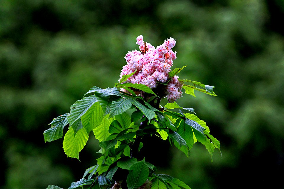 Tree Flower, Late Spring