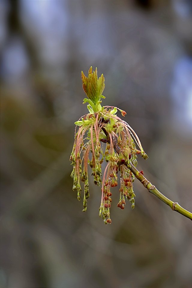 April Showers Bring May Flowers (3)