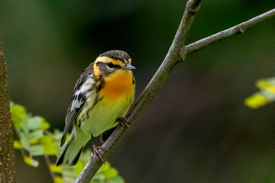 Setophaga fusca (Reinita gorginaranja)