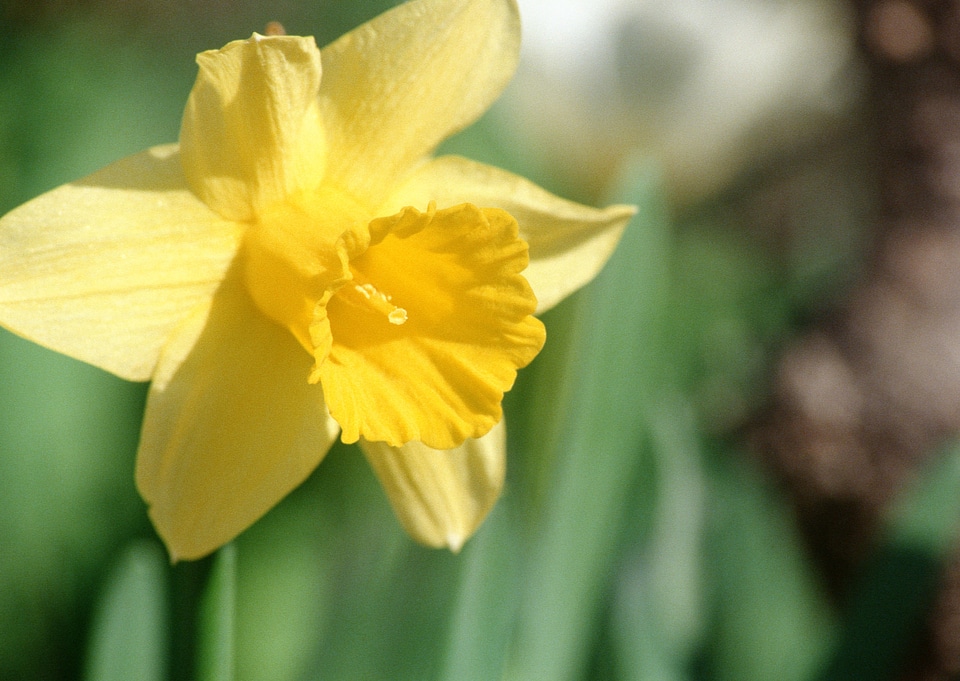 Yellow miniature daffodils in green grass