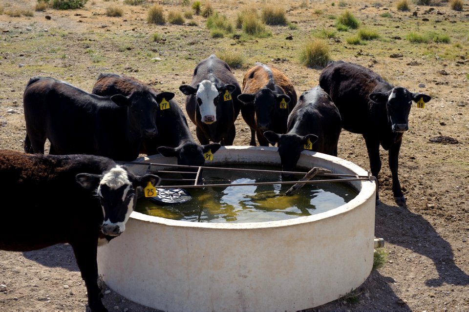 Cattle surrounding a water facility.