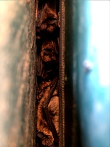 Long-legged bats (Myotis volans) behind shutter on cabin_01