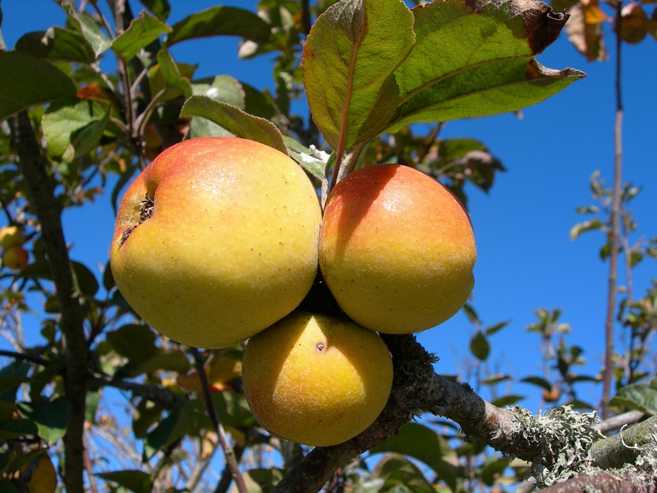 Apple - Malus species