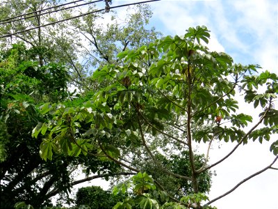 Cecropia glaziovii Snethl.