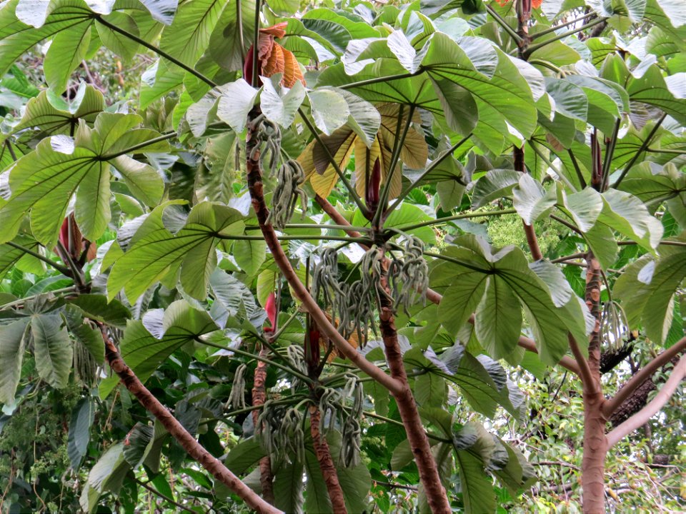 Cecropia glaziovii Snethl.