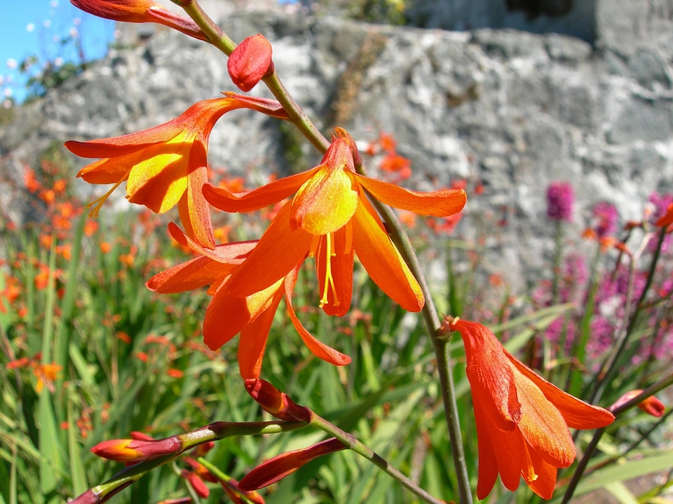 Montbretia - Crocosmia x crocosmiiflora