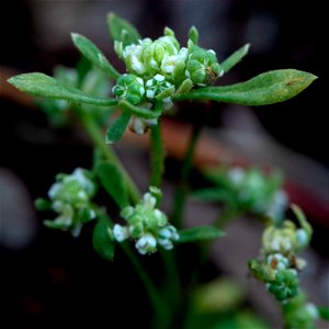 Poranthera microphylla