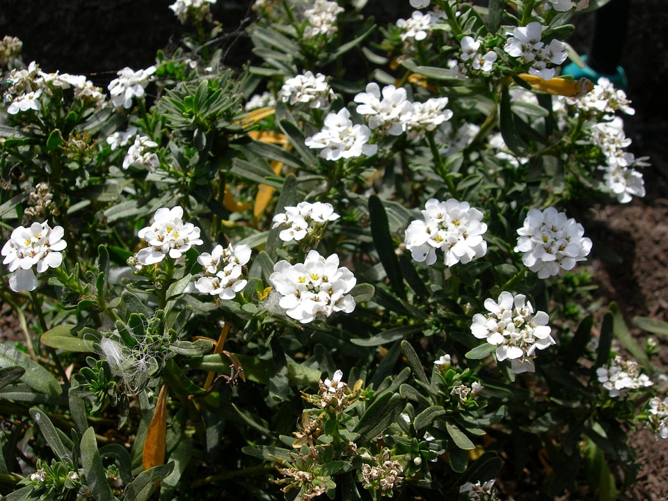 Evergreen Candytuft - Iberis sempervirens