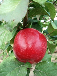 Apple tree agriculture harvest