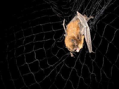 Long-legged bat (Myotis volans) in mist net