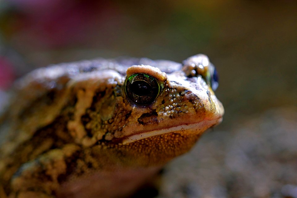 Grenouille des Mascareignes