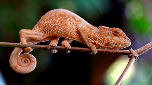 Endormi femelle ( La Réunion )