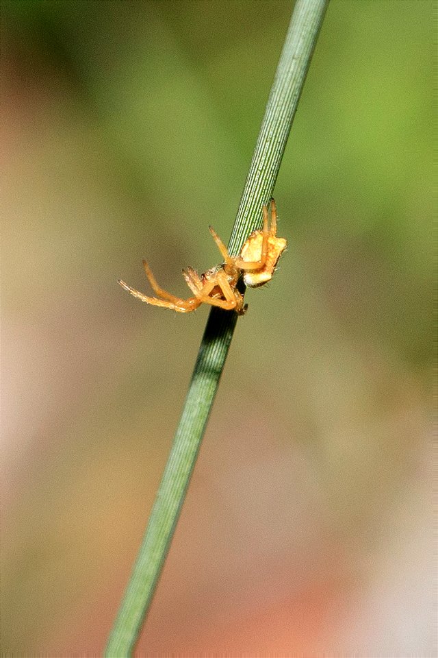 Araneidae - Orb-weaver  photo 1