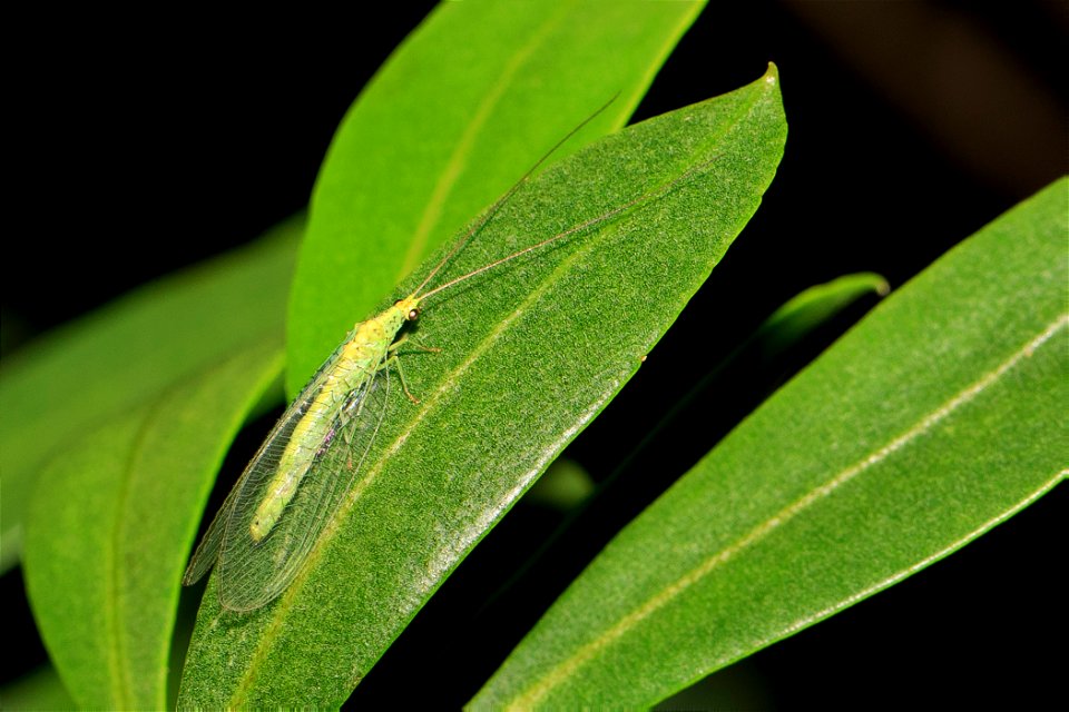 Chrysopidae - Green Lacewing