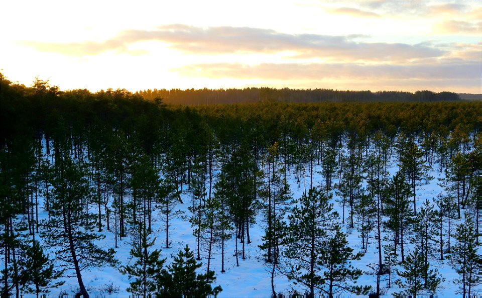 Sunset in the bog photo